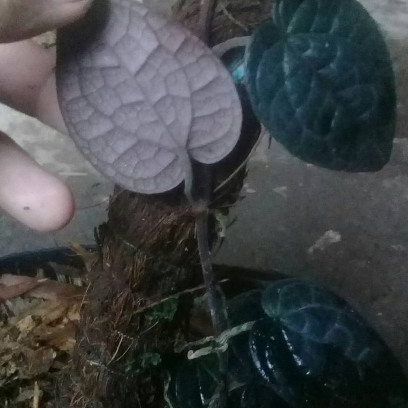 Bibit tanaman hias langka sirih hitam asli original/Daun sirih hitam asli original/sirih hitam herba