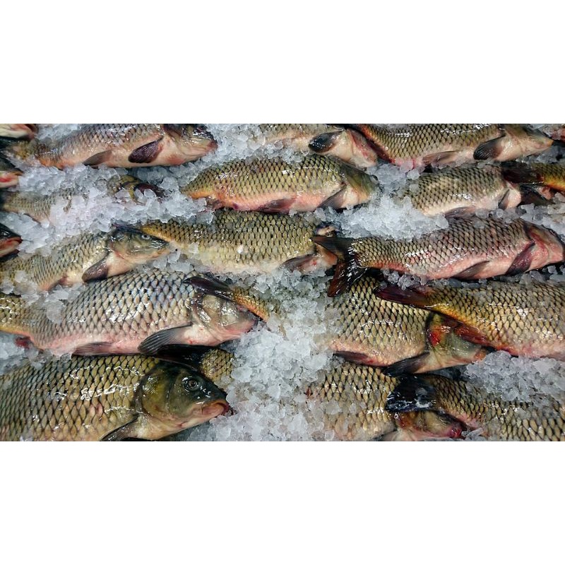 

ikan mas segar fresh berkualitas 1kg