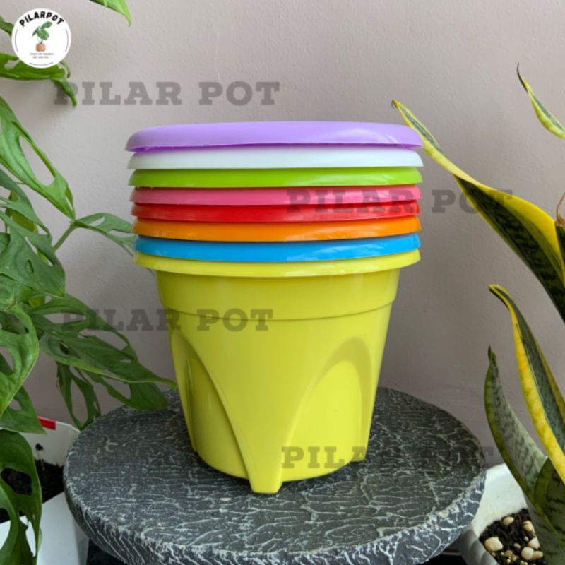 pot bunga tanaman nkt nanas 20 warna warni - NKT NANAS