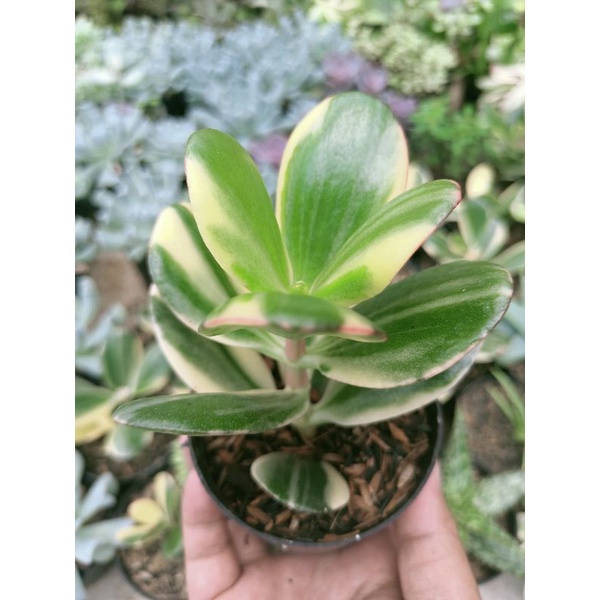 Jade plant Variegata
