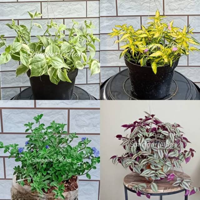 Paket 4 tanaman Gantung Untuk indoor dan teras Shopee Paket 4 tanaman Gantung Untuk indoor dan teras Shopee