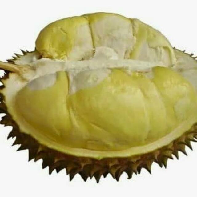 Bibit durian montong okulasi