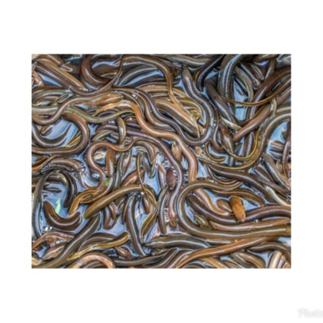 Belut Segar