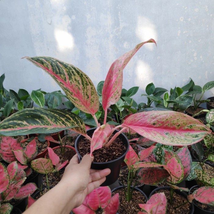 Tanaman Hias Koleksi Aglonema Red Metalik / Tanaman Hidup