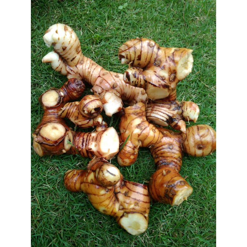 

Lengkuas segar 500 grm