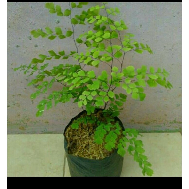 Tanaman hias pakis suplir / pohon pakis suplir