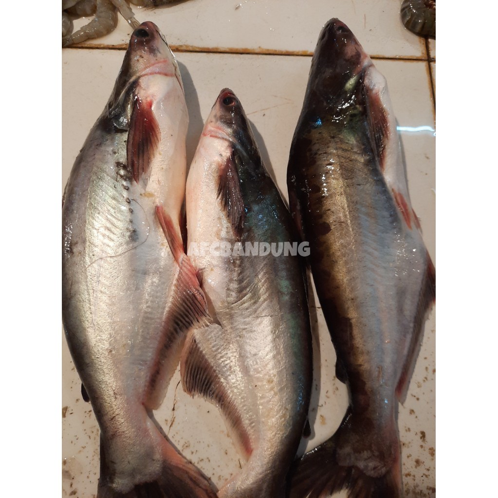 

Ikan Patin Segar 500gr / 1kg