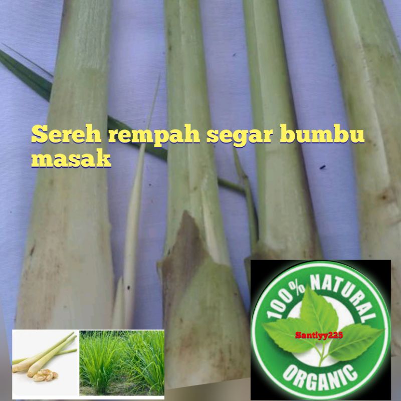 

Jual serei rempah segar