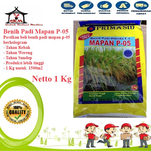 Benih Padi Hibrida Mapan p-05 1kg  DIJAMIN ASLI