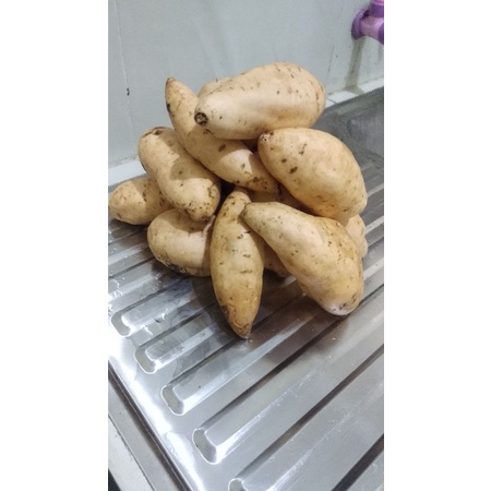 

ubi cilembu