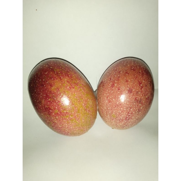

Buah markisa ungu fresh 8 -10Pcs/Kg