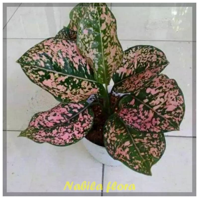 Tanaman hiasan aglaonema Pink DalmationDalmationo murah