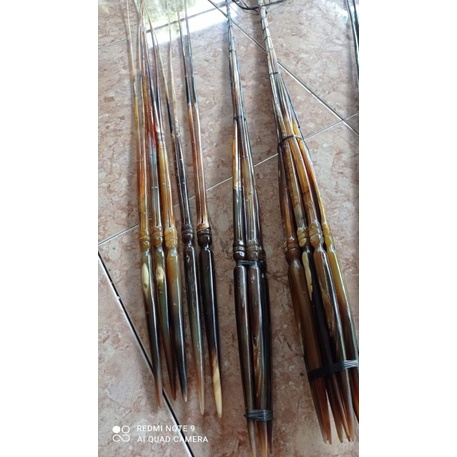 Gapit tanduk lamus Bambangan/putren