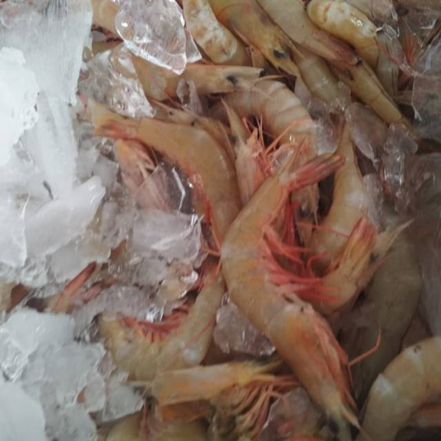 

Udang Vanamei Konsumsi