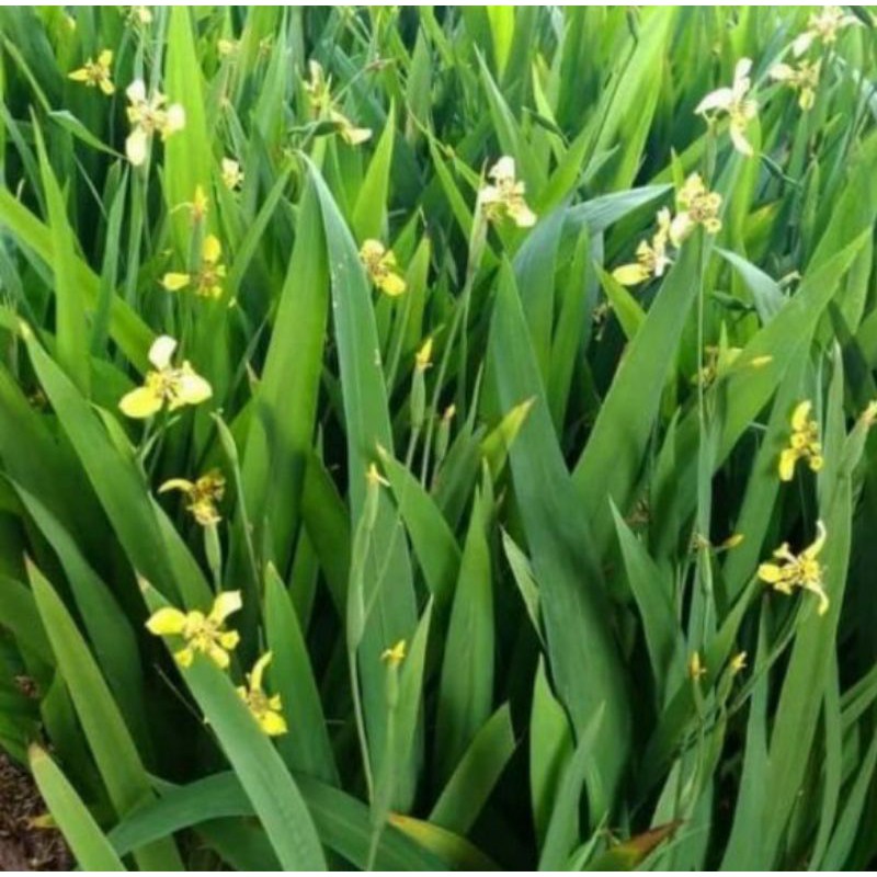 Pohon Airish/ Heris Bunga Kuning/ Tanaman Hias Pohon Airish