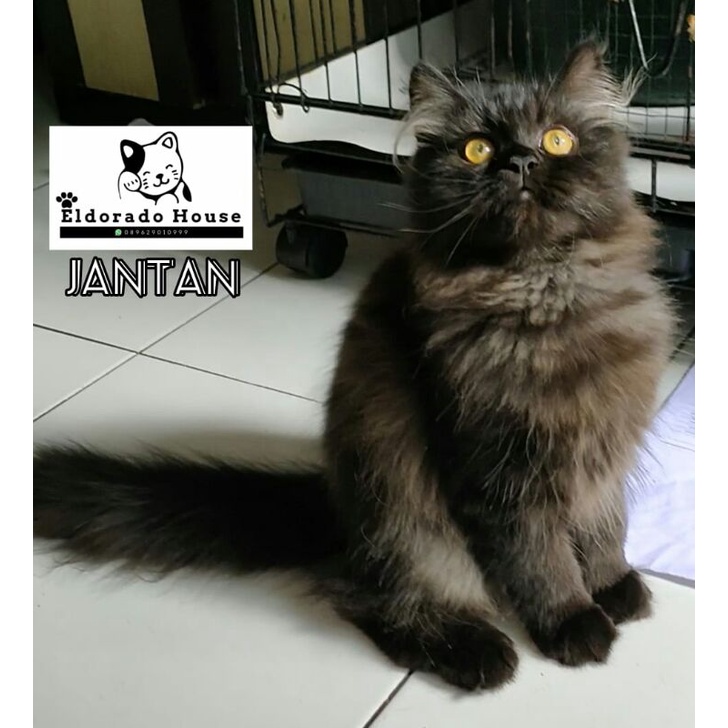 Kucing kitten jantan persia norwegian black marble