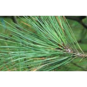 

Daun pinus segar 1Kg