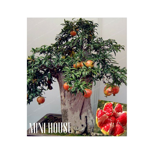 BIJI BIBIT BENIH BONSAI DELIMA