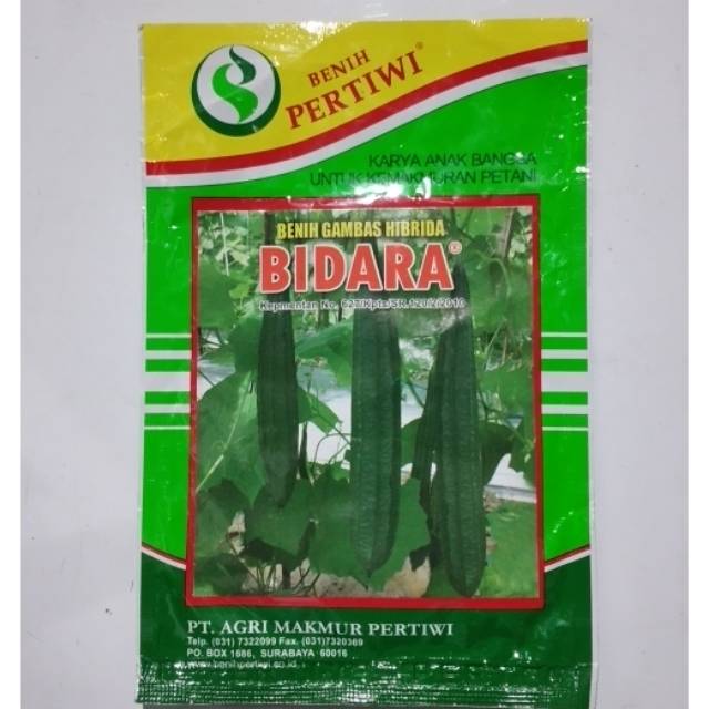 BENIH HIBRIDA GAMBAS / OYONG BIDARA PERTIWI PRODUK ORY NO REPACK