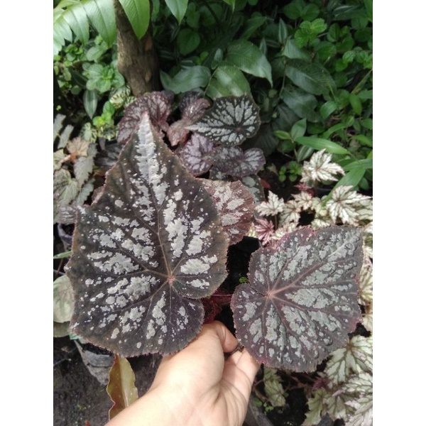 Begonia Bunga Begonia
