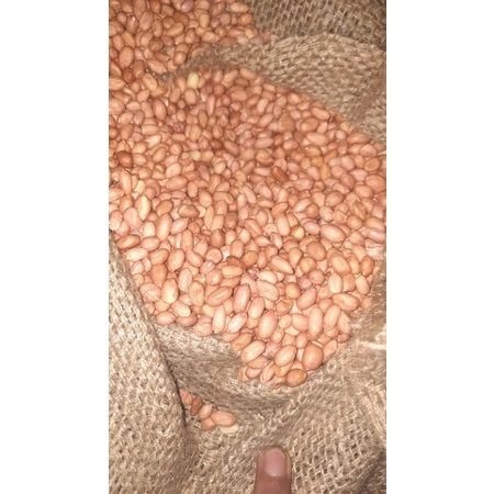 

kacang tanah india