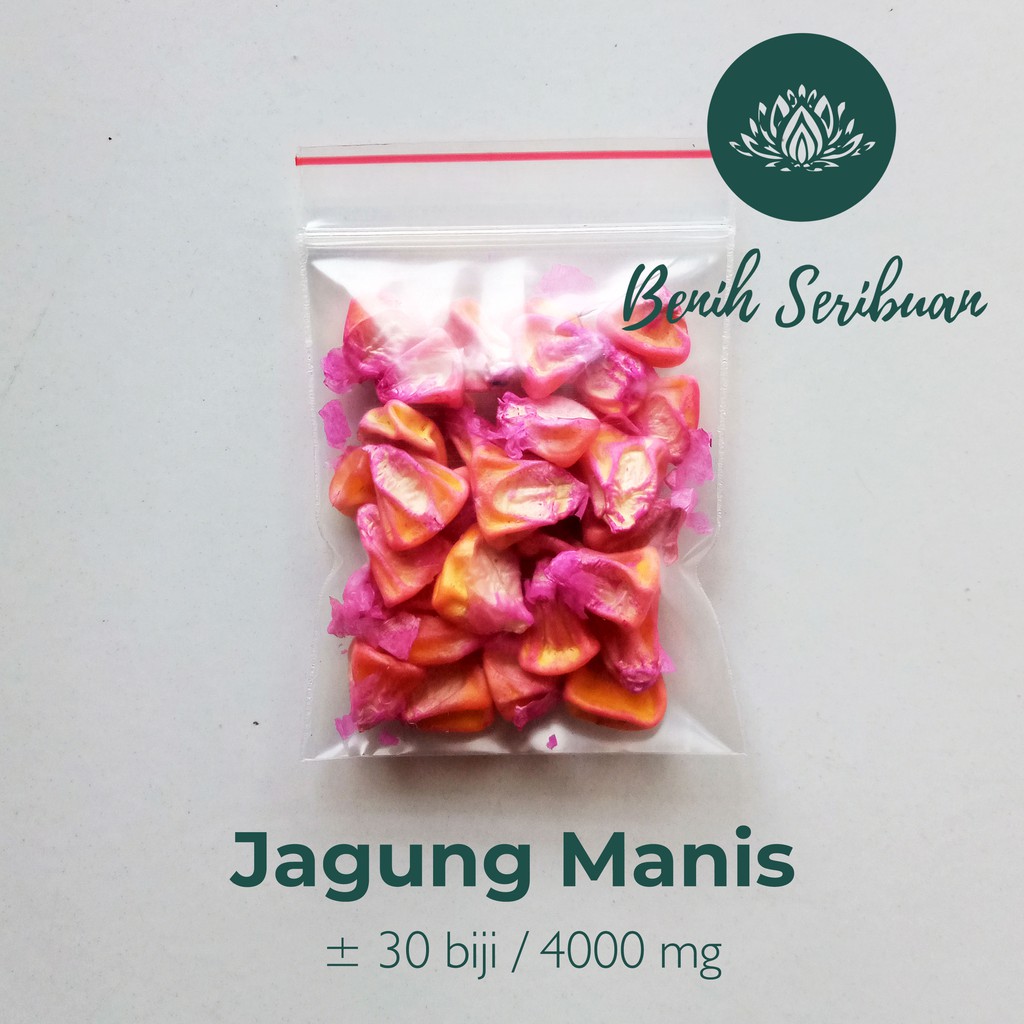 30 Benih Bibit Jagung Manis Super Unggul Baruna Sayuran Garuda Seed - Tanaman Sayur Berkualitas