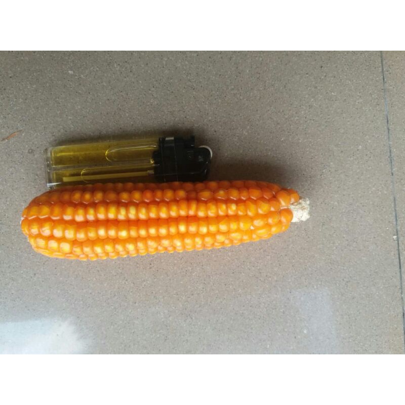 

Jagung murni tanpa campuran