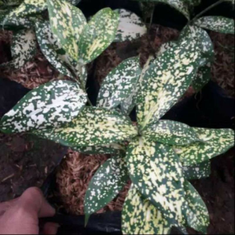 Tanaman Hias Drasena Florida - Tanaman Hias Bambu Drasena Florida