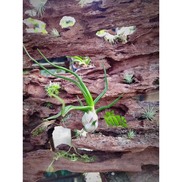Tillandsia Bulbosa Tanaman Unik