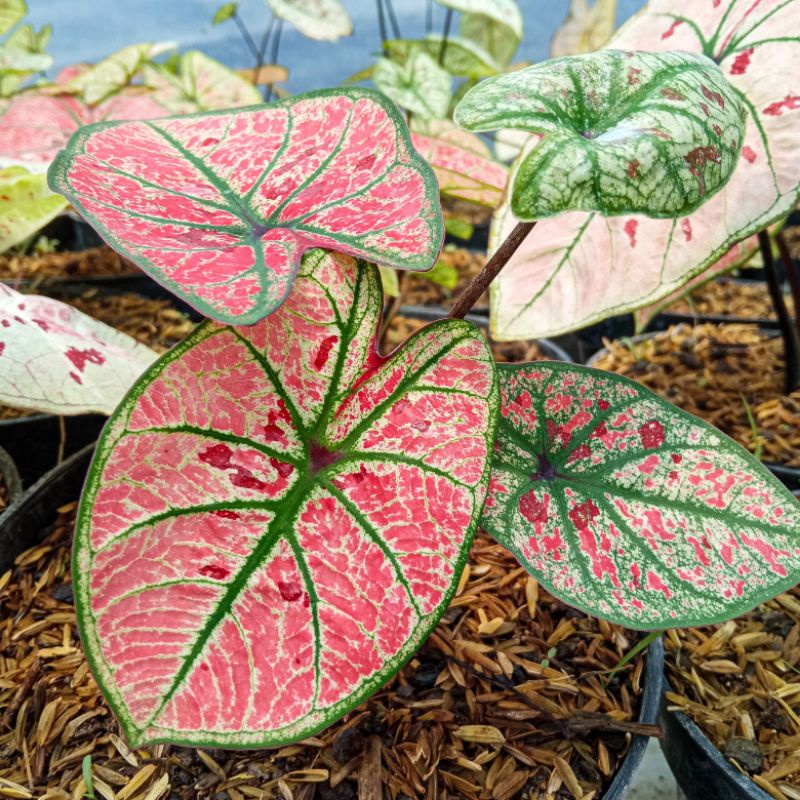 Caladium Wonderland Tanaman Hias Bunga Keladi Wonderland Guava Keladi Merah Keladi Impor Thailand Kualitas Super bibit BUKAN bonggol