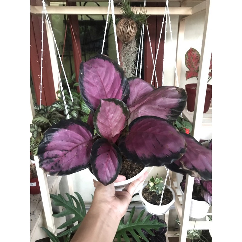 calathea crimson / calatea crimson / kalatea krimson ungu