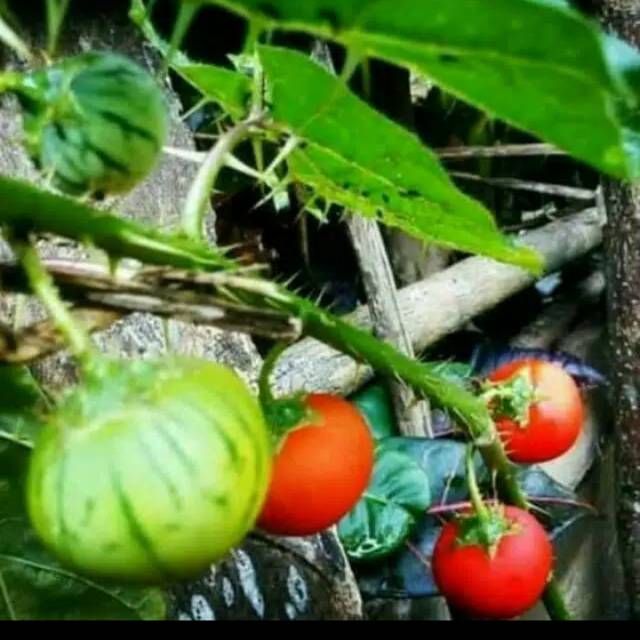 

Terong pari / 5 biji prickly eggplant terung terong berduri walana hutan aor merah