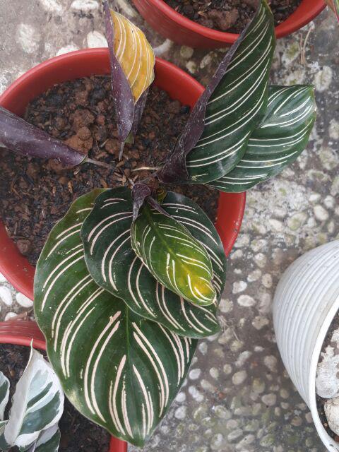 Calathea Ornata Sanderiana /bibit Tanaman Hias Bunga Kalatea