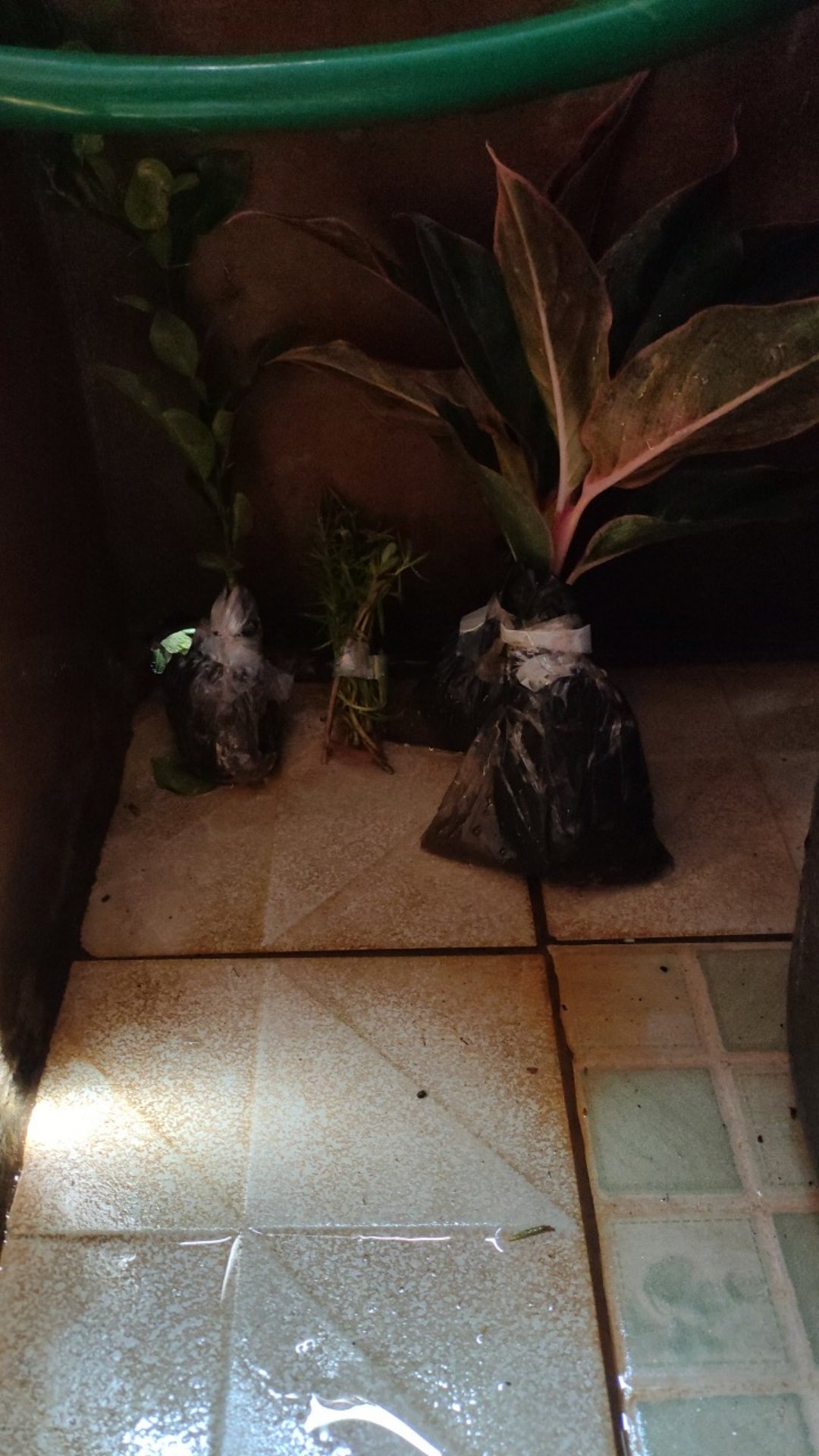 Surat Karantina (khusus Pengiriman  Luar Pulau Jawa)  Harga Per Paket