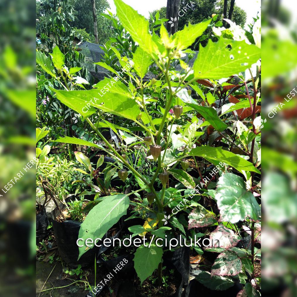 Bibit Buah Ciplukan Tanaman Buah Cecendet Tanaman Ciplukan Pohon Cecenet Pohon Ciplukan @_#