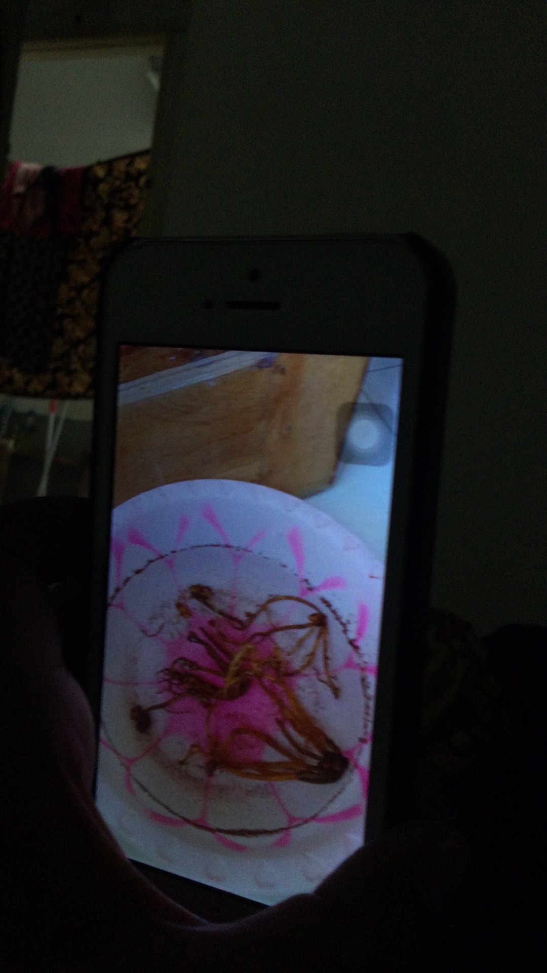 Promo Murah!! Bonggol Aglonema Sutra Original