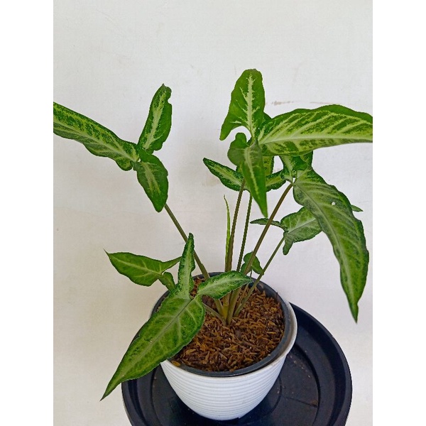 SYNGONIUM ANGUSTATUM BIBIT TANAMAN HIASTANAMAN HIDUP.TANAMAN HIAS.SYNGONIUM.TAMAN
