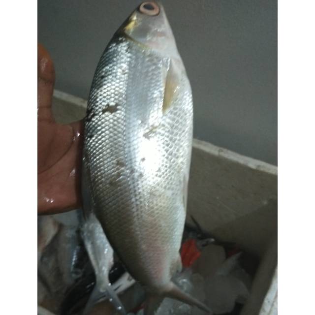 

Ikan Bandeng Segar per ekor
