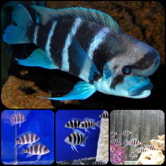 Ikan frontosa burundi untuk aquarium