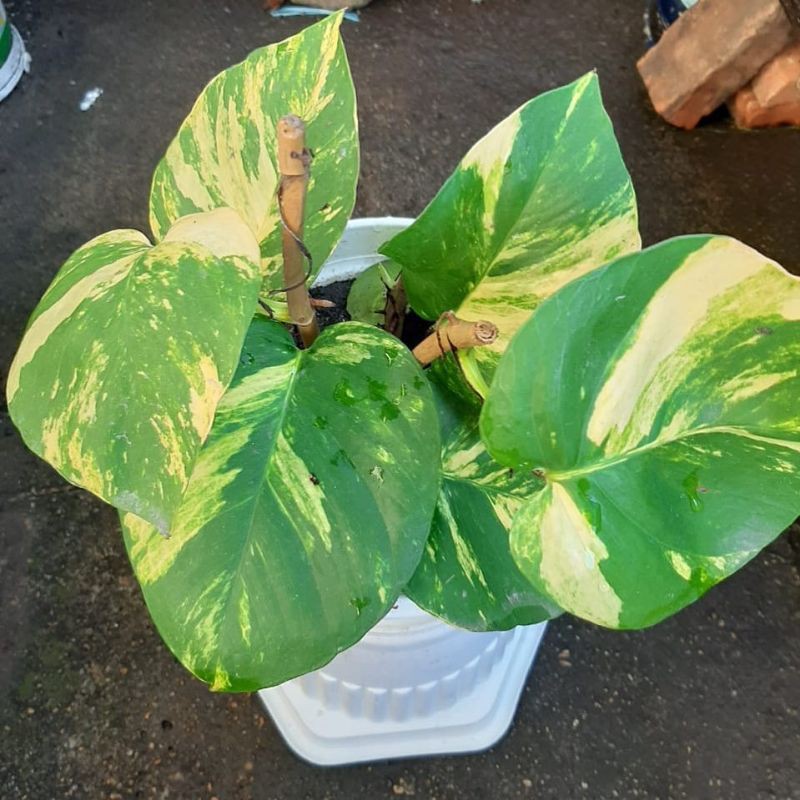 Sirih gading varigata jumbo - tanaman hias - tanaman sirih gading varigata.