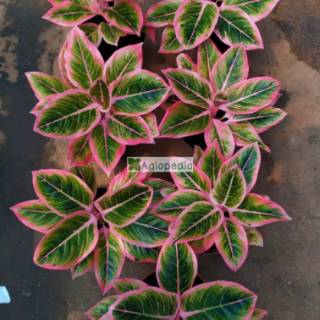 Aglonema Lotus Delight LOTUS DELIGHT GRATIS SURAT Aglonema Lotus Delight LOTUS DELIGHT GRATIS SURAT
