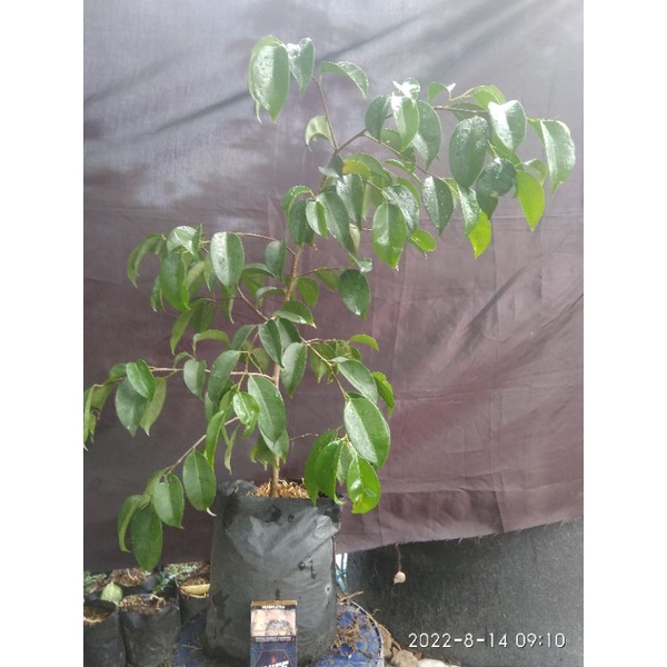 bahan bonsai beringin benjamina