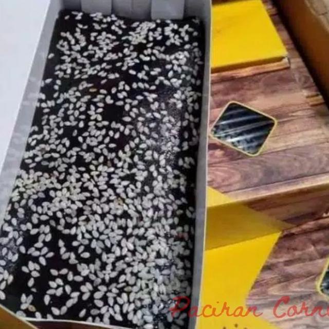 Diskon✔️Jenang Ketan Hitam Rochis 500 gram Khas PACIRAN|KD6