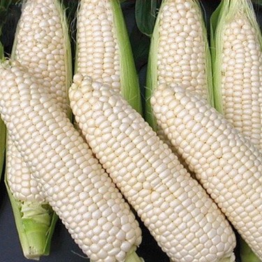

jagung putih pasar online makassar