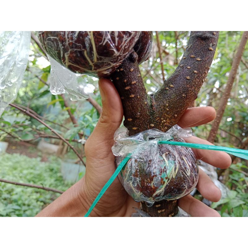 Cangkokan Anting Putri Pendek  Sedeng