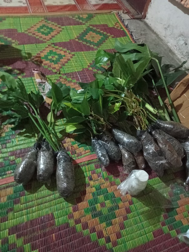 Tanaman Hias Gantung Pohon Sirih Gading Koin / Njoy