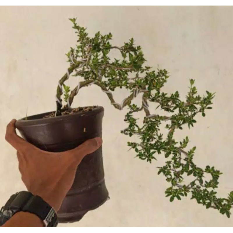 bonsai mame mirten tanaman hias pohon bonsai mame mirten