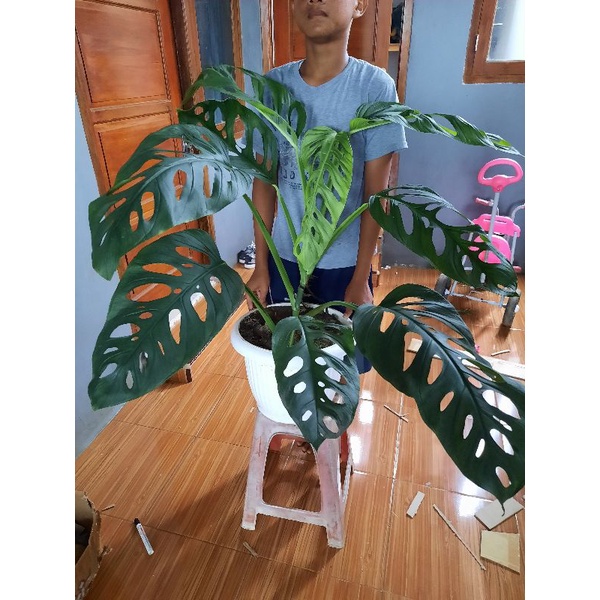 TANAMAN MONSTERA ACUMINATA GIANT/DAUN BESAR