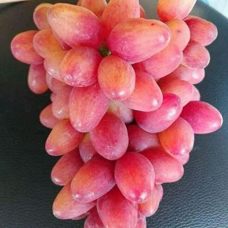 bibit anggur bogema import stek batang