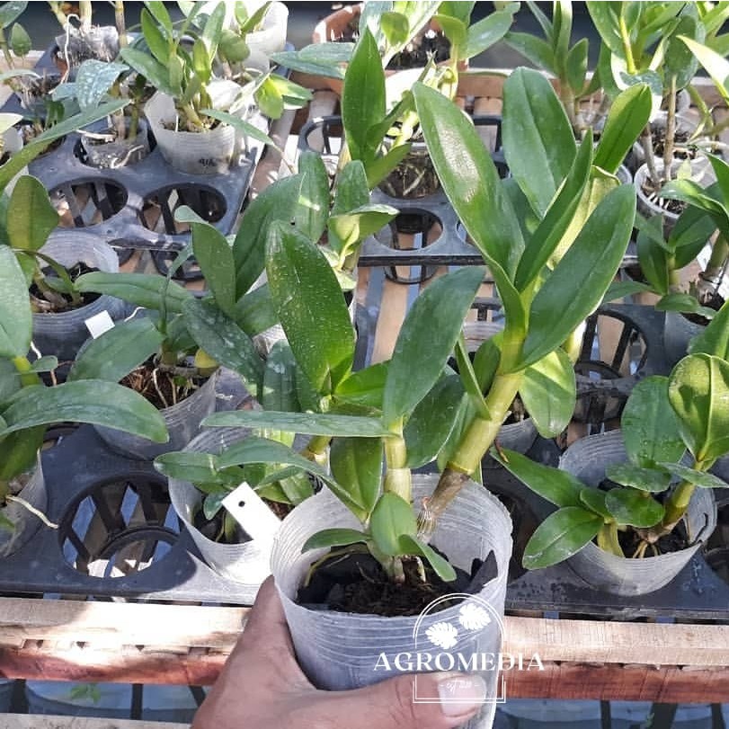 Anggrek Dendrobium Keriting Pra Remaja